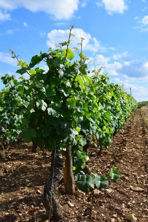 La Route Des Vins Apartment Beaune  Bagian luar foto